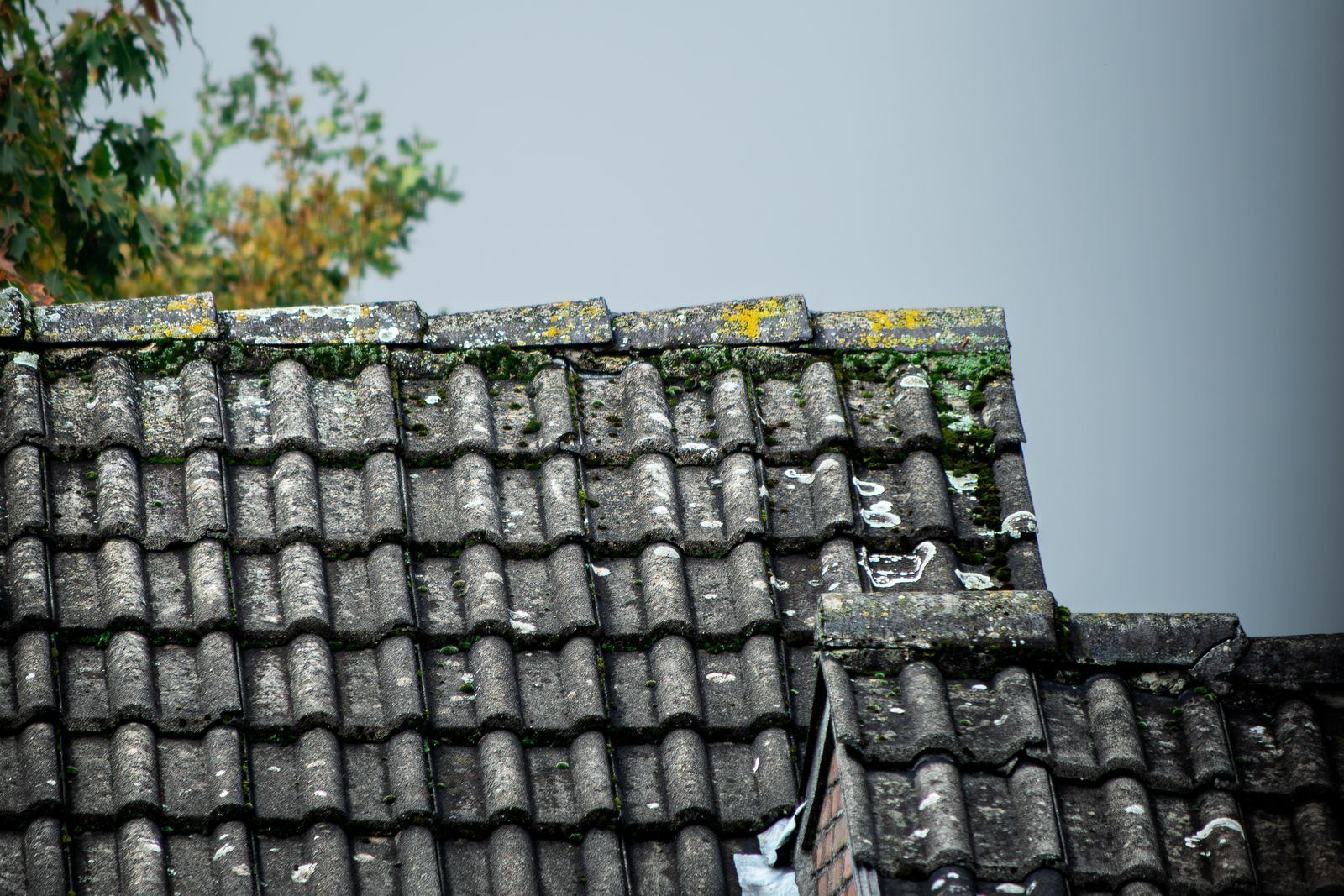 Toiture grise envahie de mousse et de lichens
