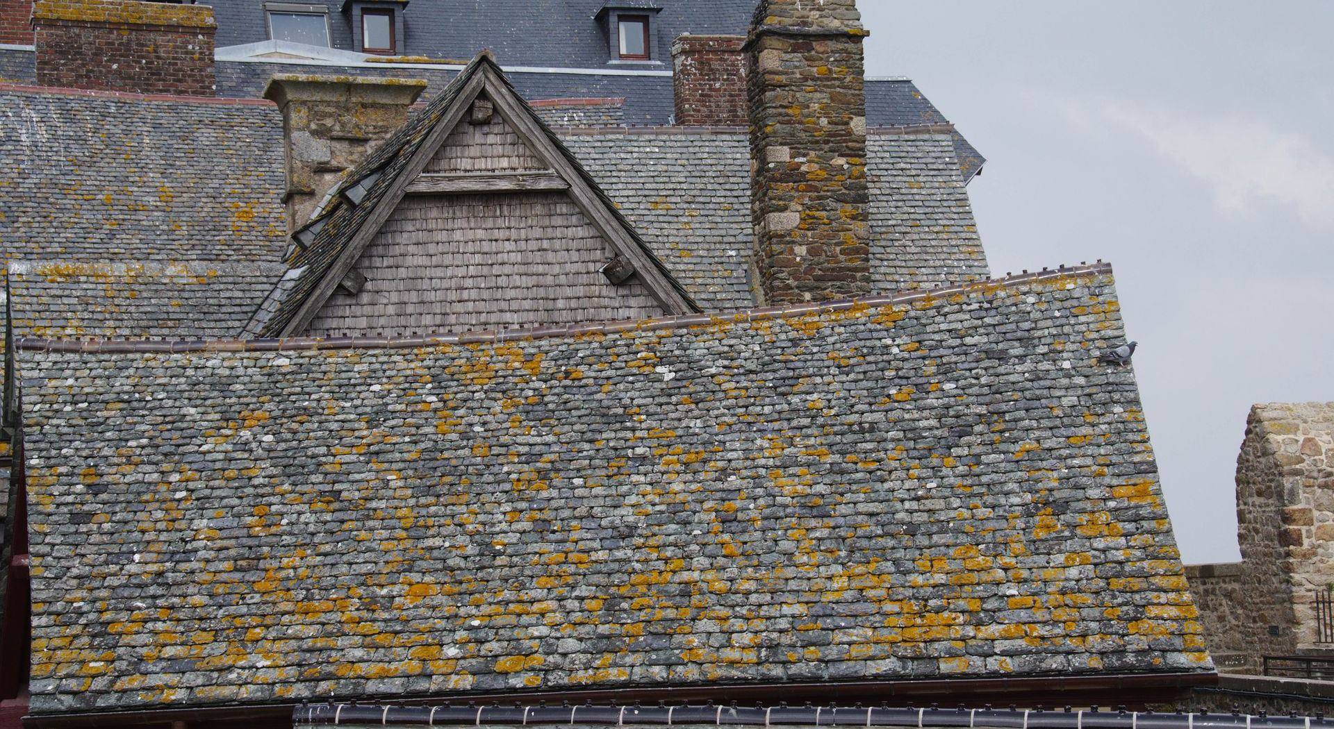Toits d’ardoise d’une maison bretonne envahis de lichens jaunes